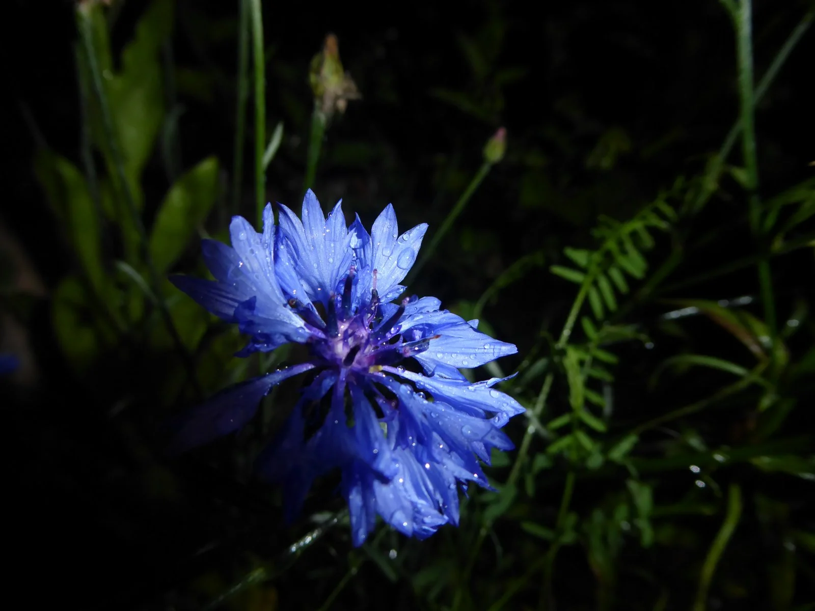 P1000214.JPG