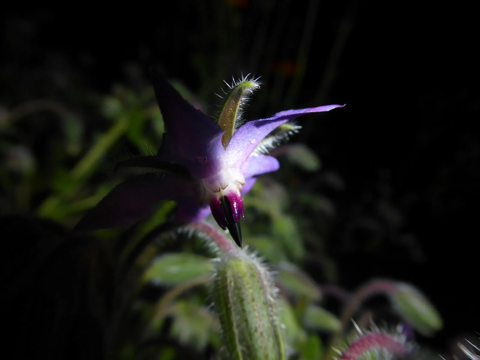 P1000217.JPG