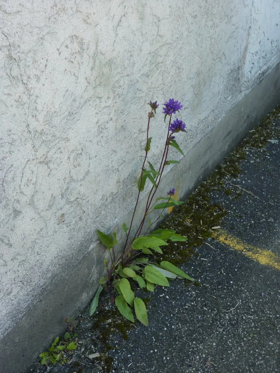 P1010527.JPG