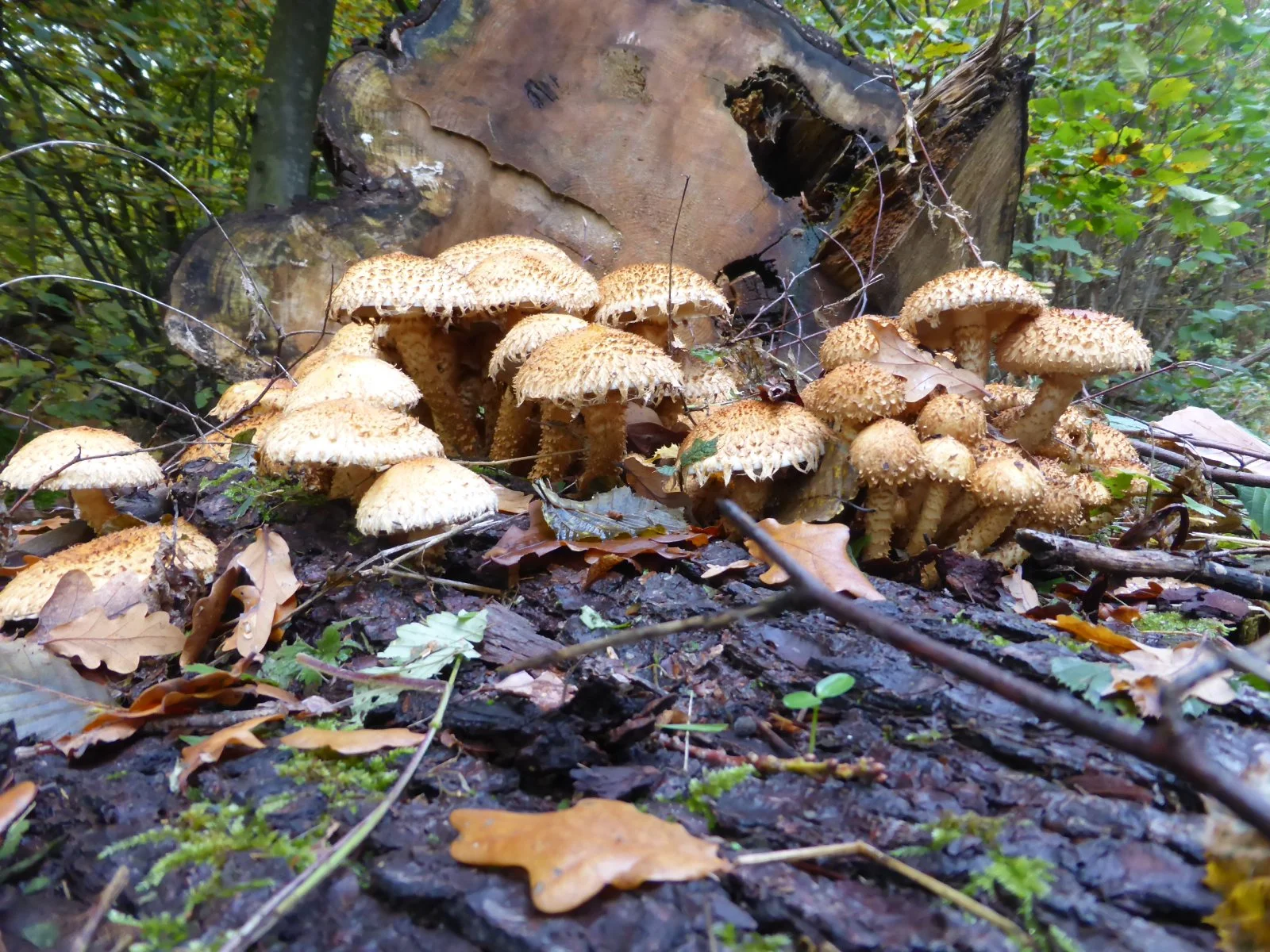 P1010827.JPG