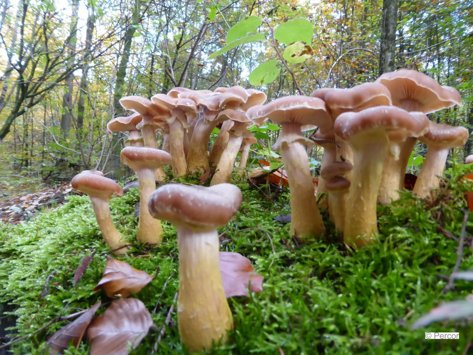 P1010830_c.jpg
