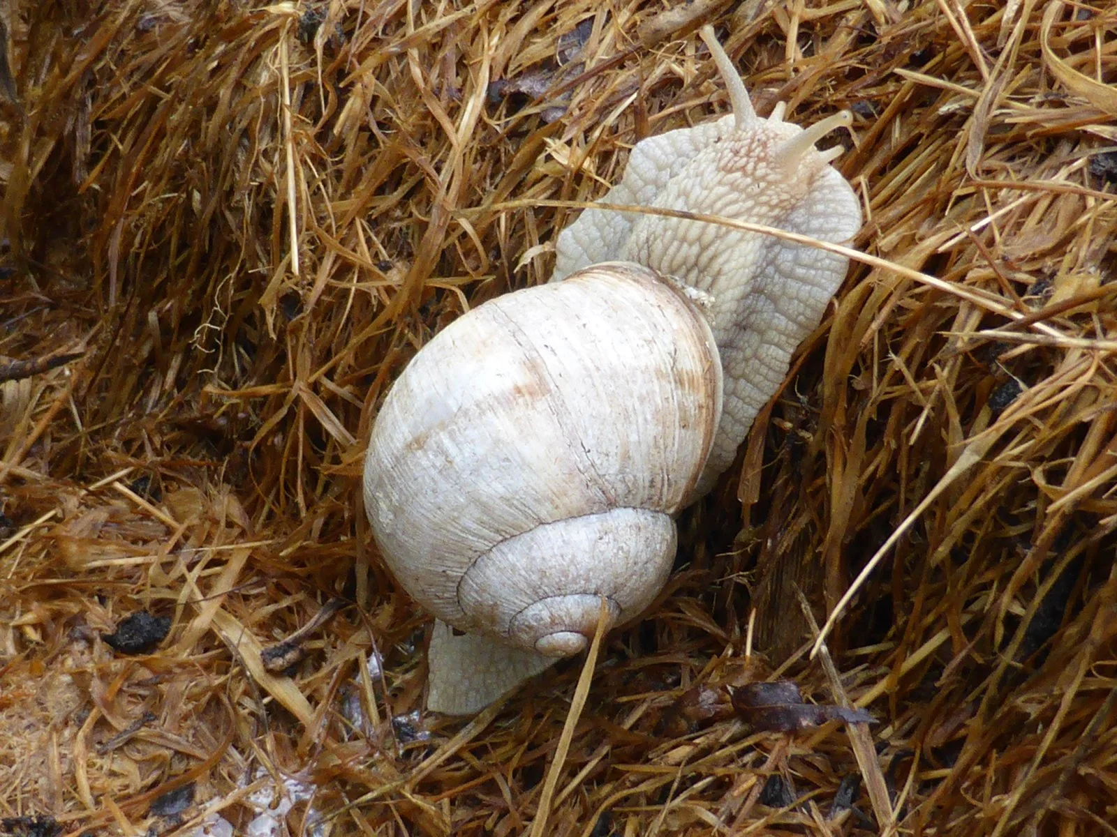 P1010923_kl.jpg