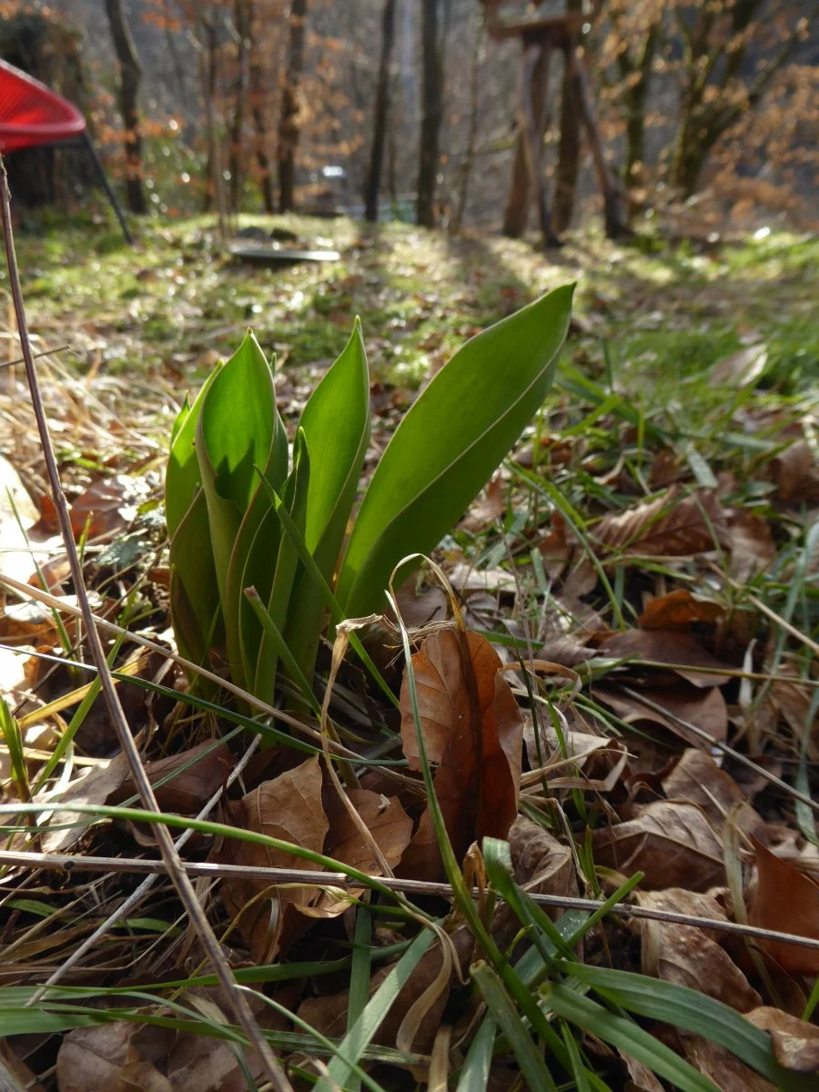 P1030731.JPG