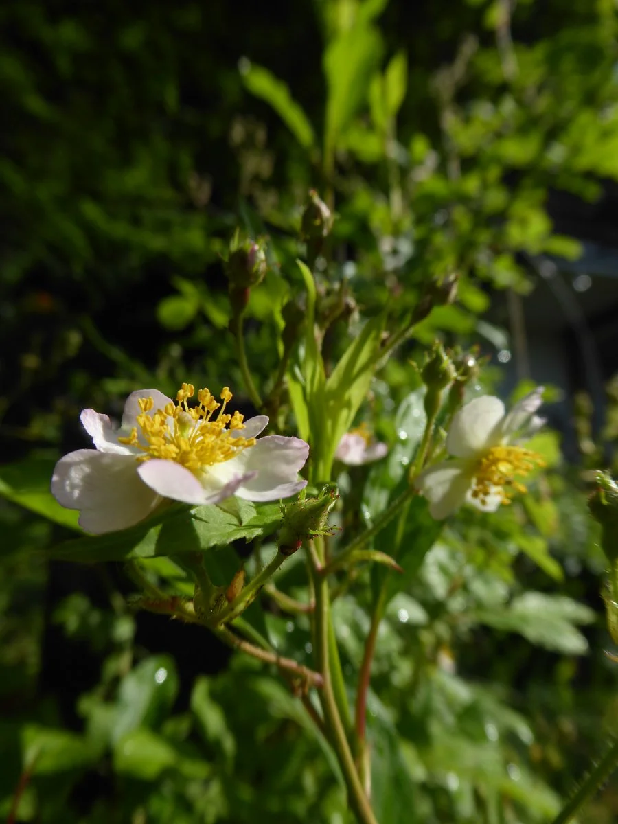 P1040838.JPG