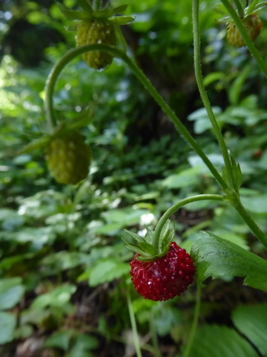P1050001.JPG