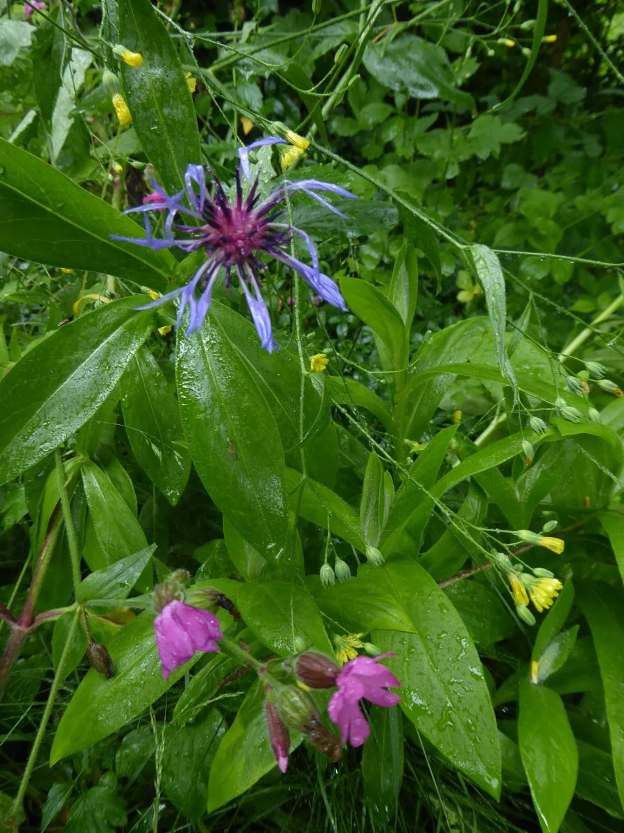 P1050011.JPG