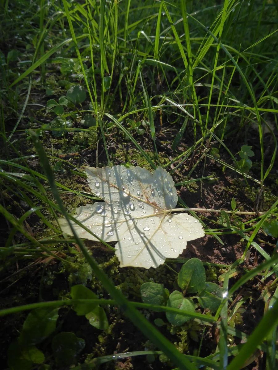 P1050167.JPG