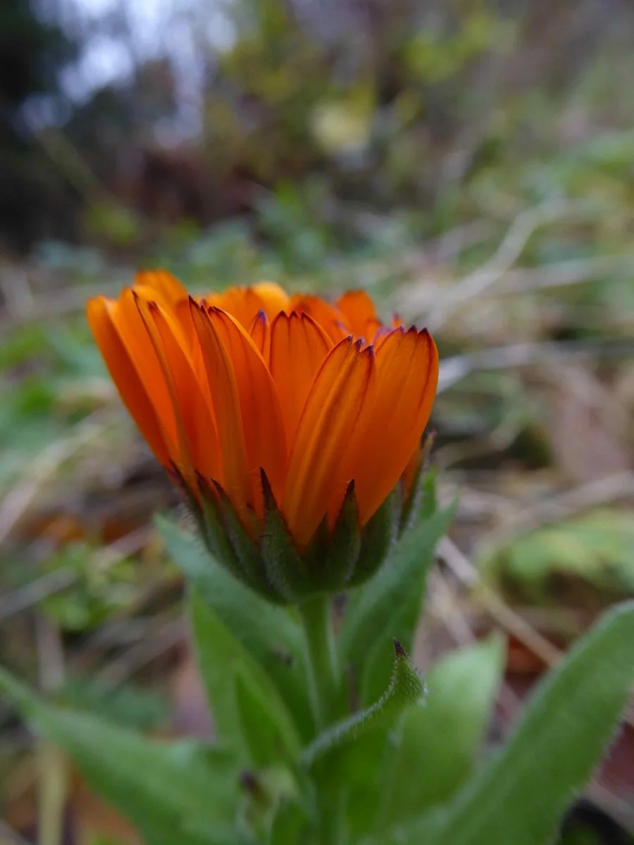 P1050339.JPG