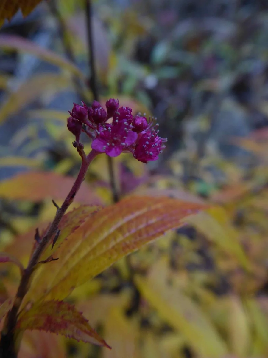 P1050347.JPG