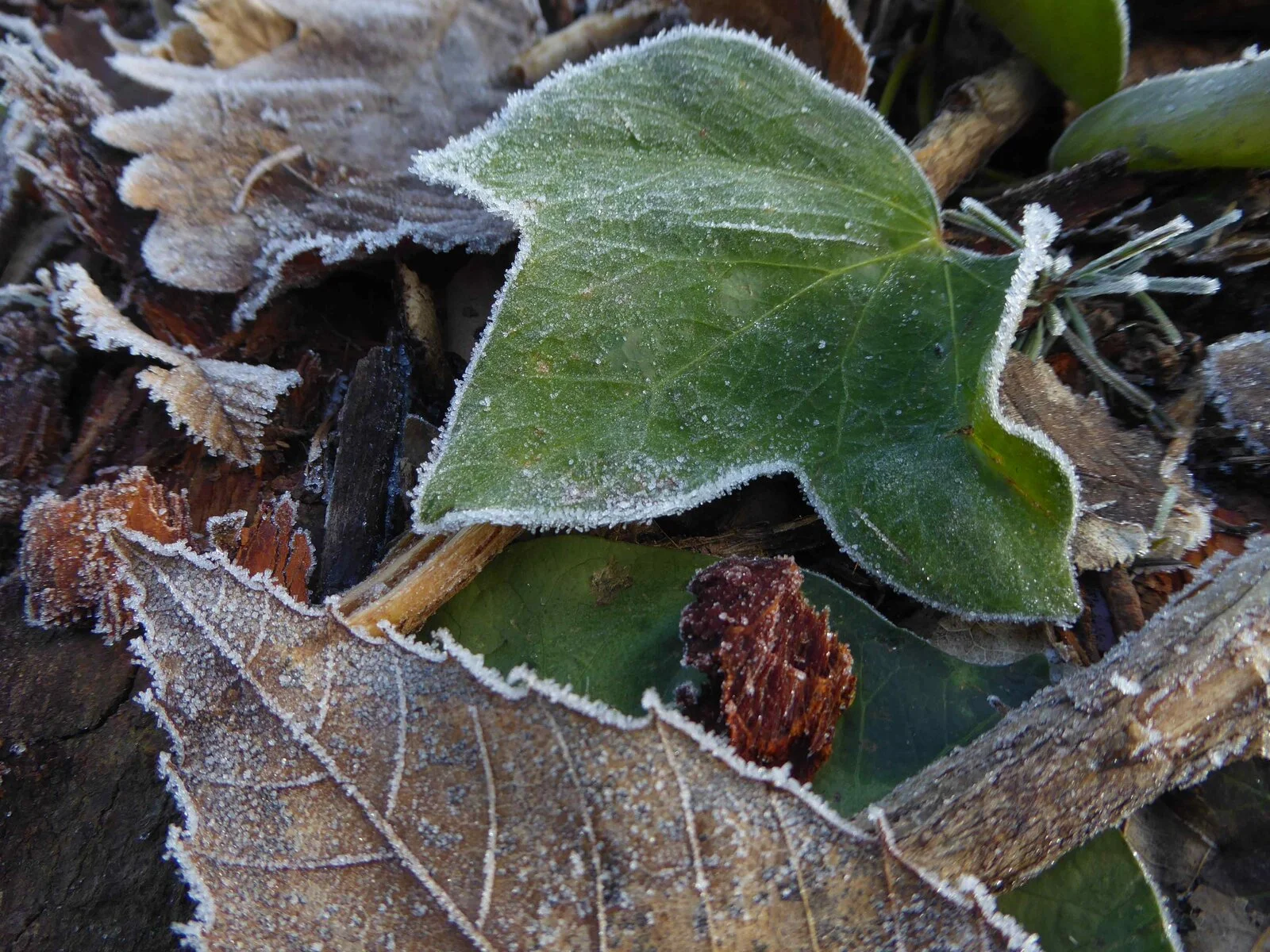 P1050420.jpg