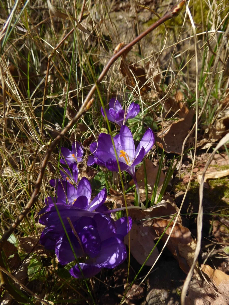 P1050527.JPG