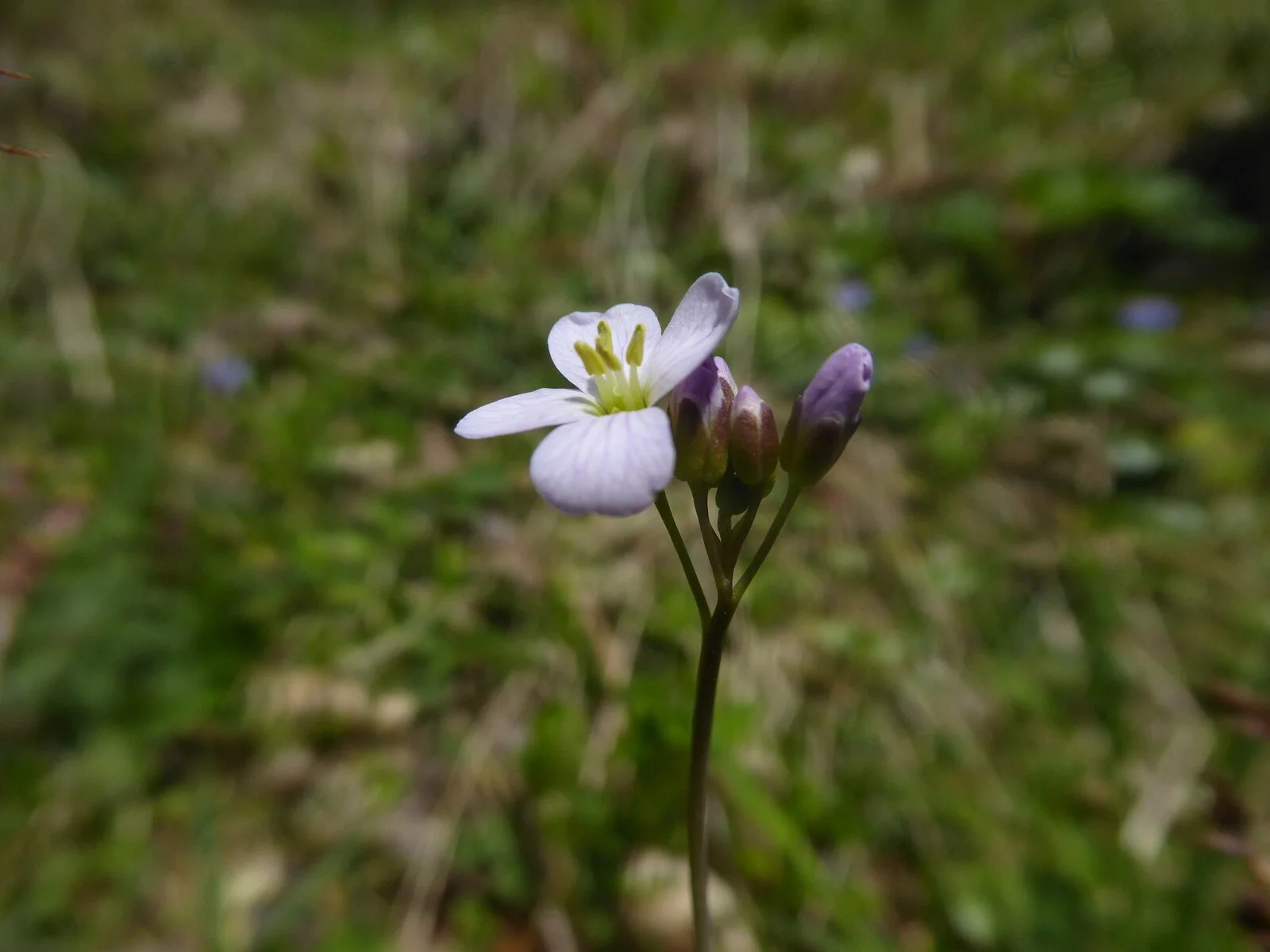 P1050630.jpg