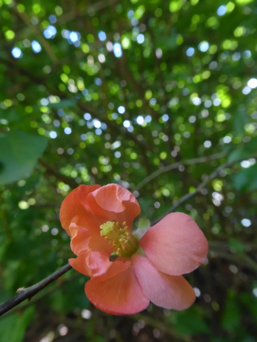 P1050743.jpg