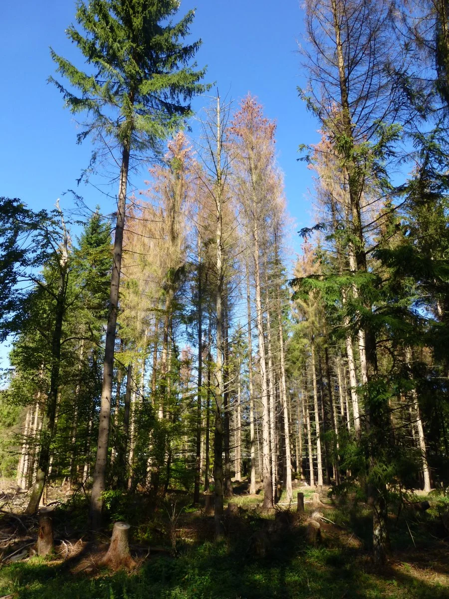 P1060554.JPG