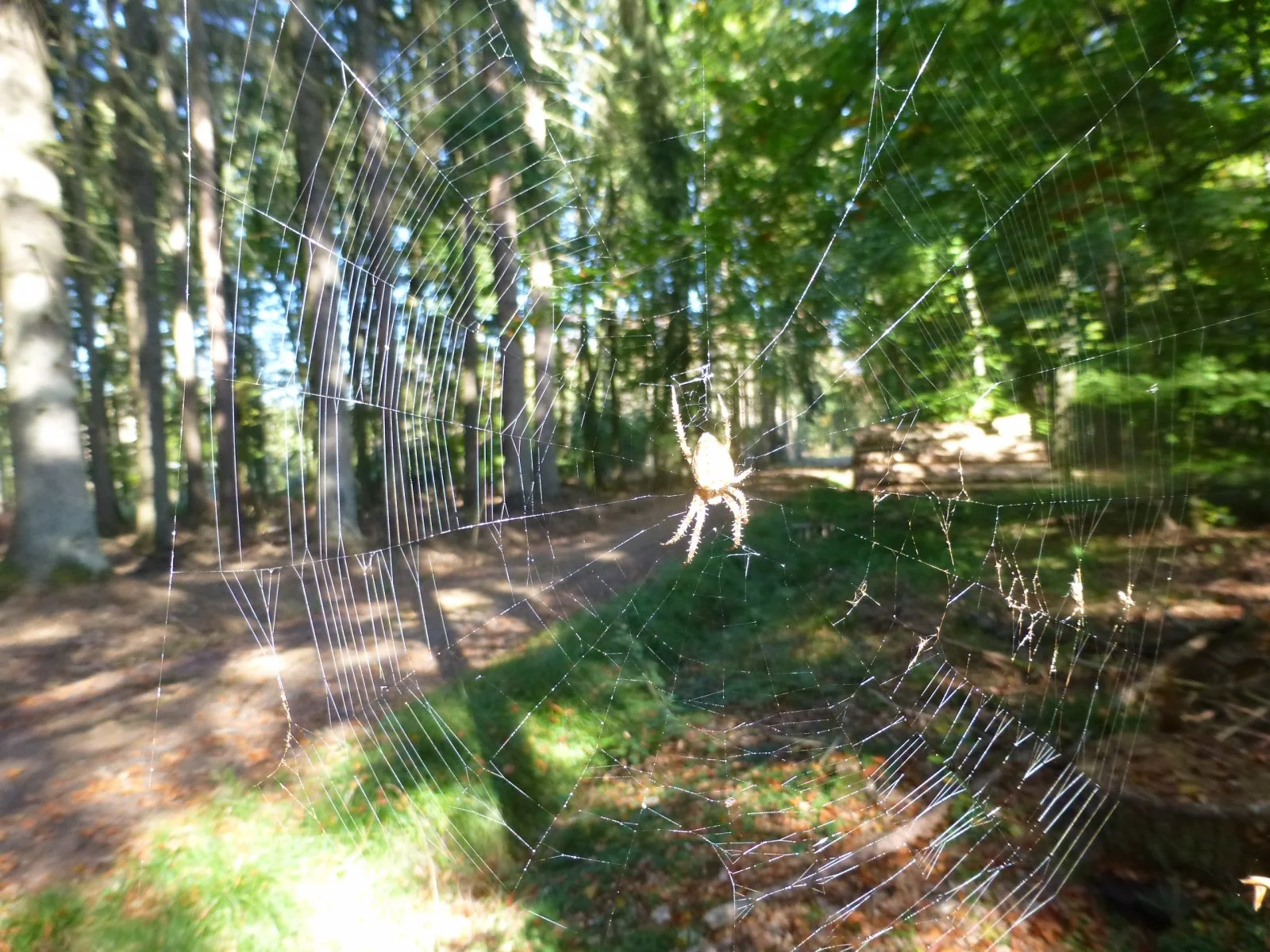 P1060582.JPG