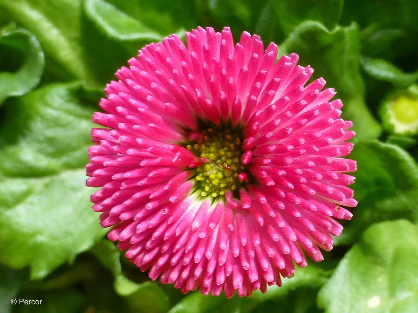 P1080042_1.jpg