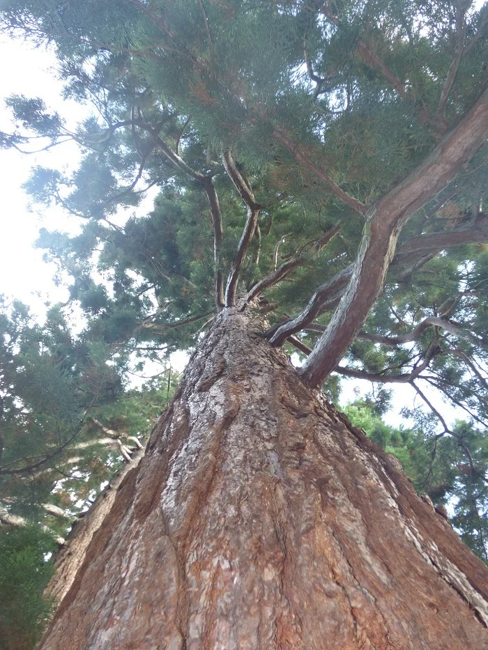 p1210138scsr8.jpg