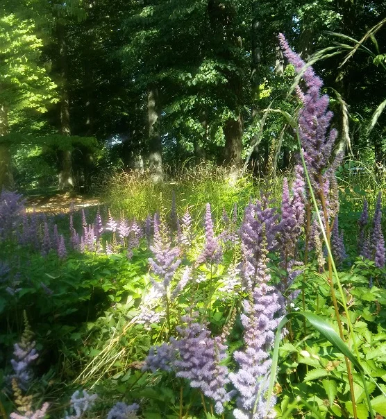 Park im Sommerlicht_4.jpg