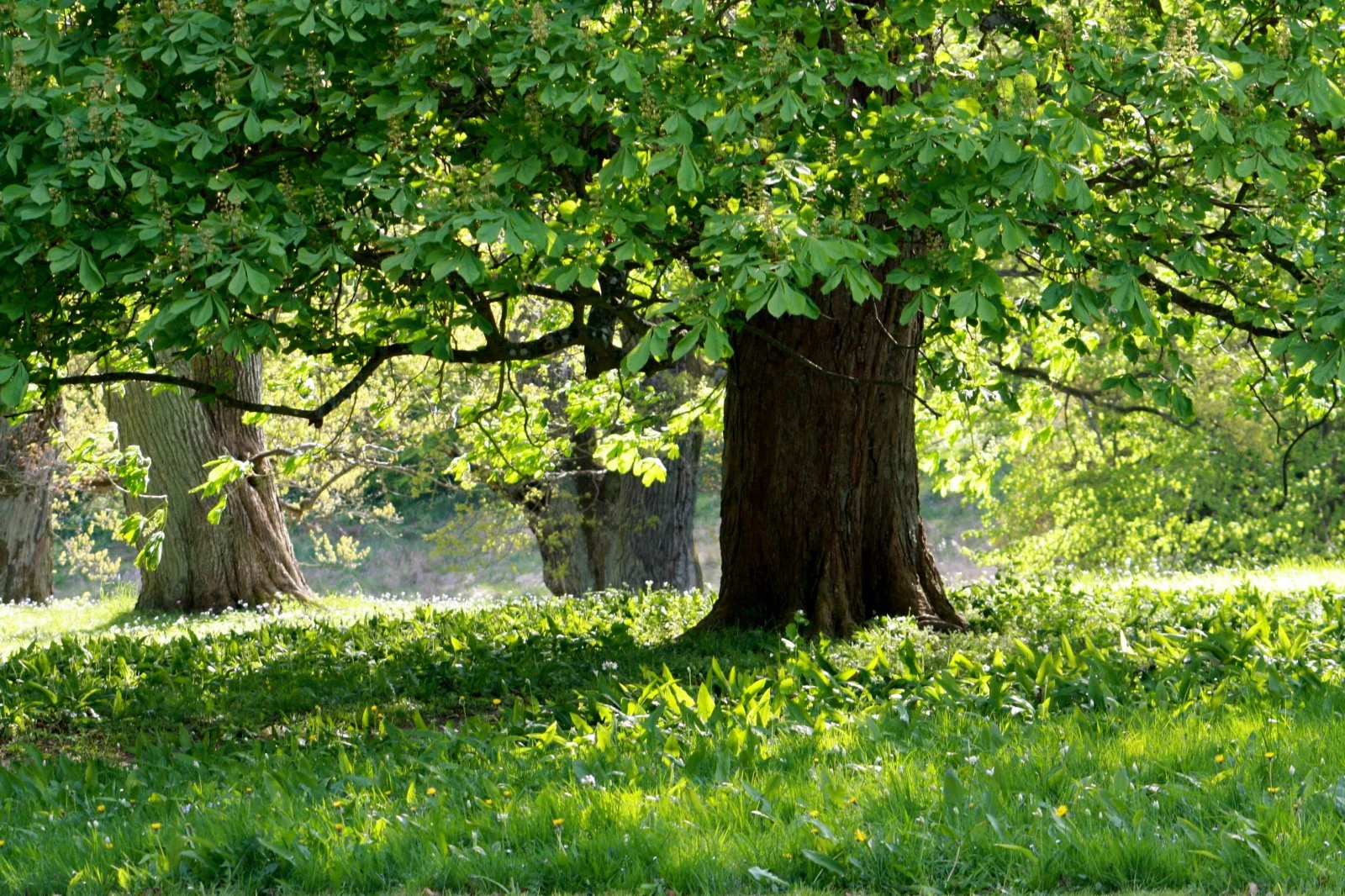 Park von Putbus Mai 09 122.jpg