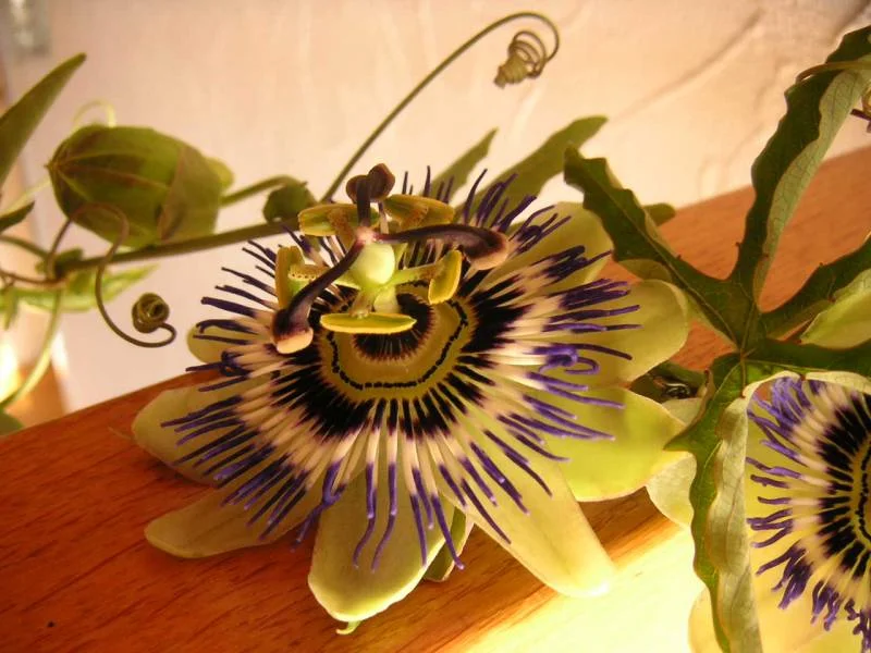 Passiflora