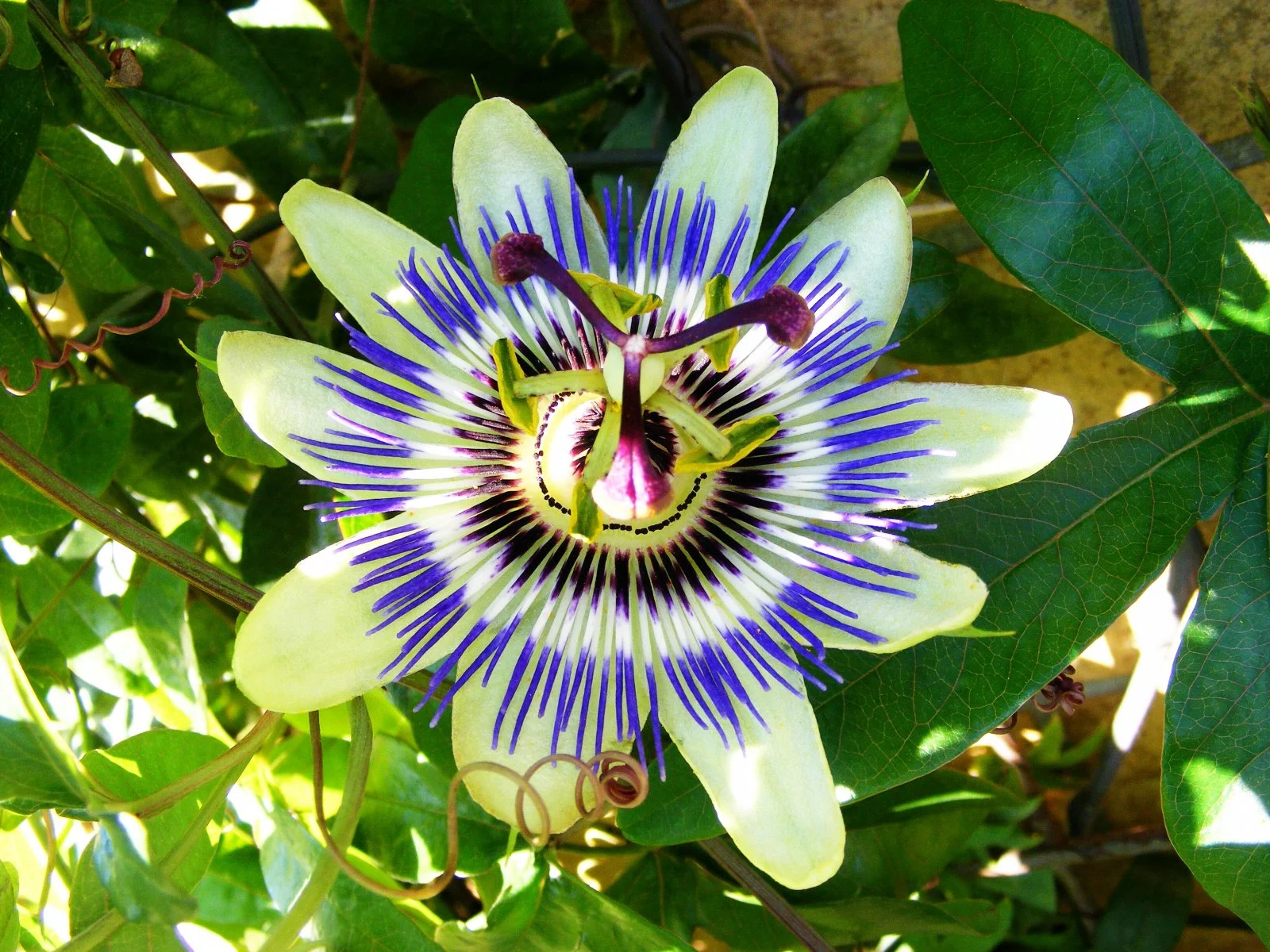 Passionsblume strahlt