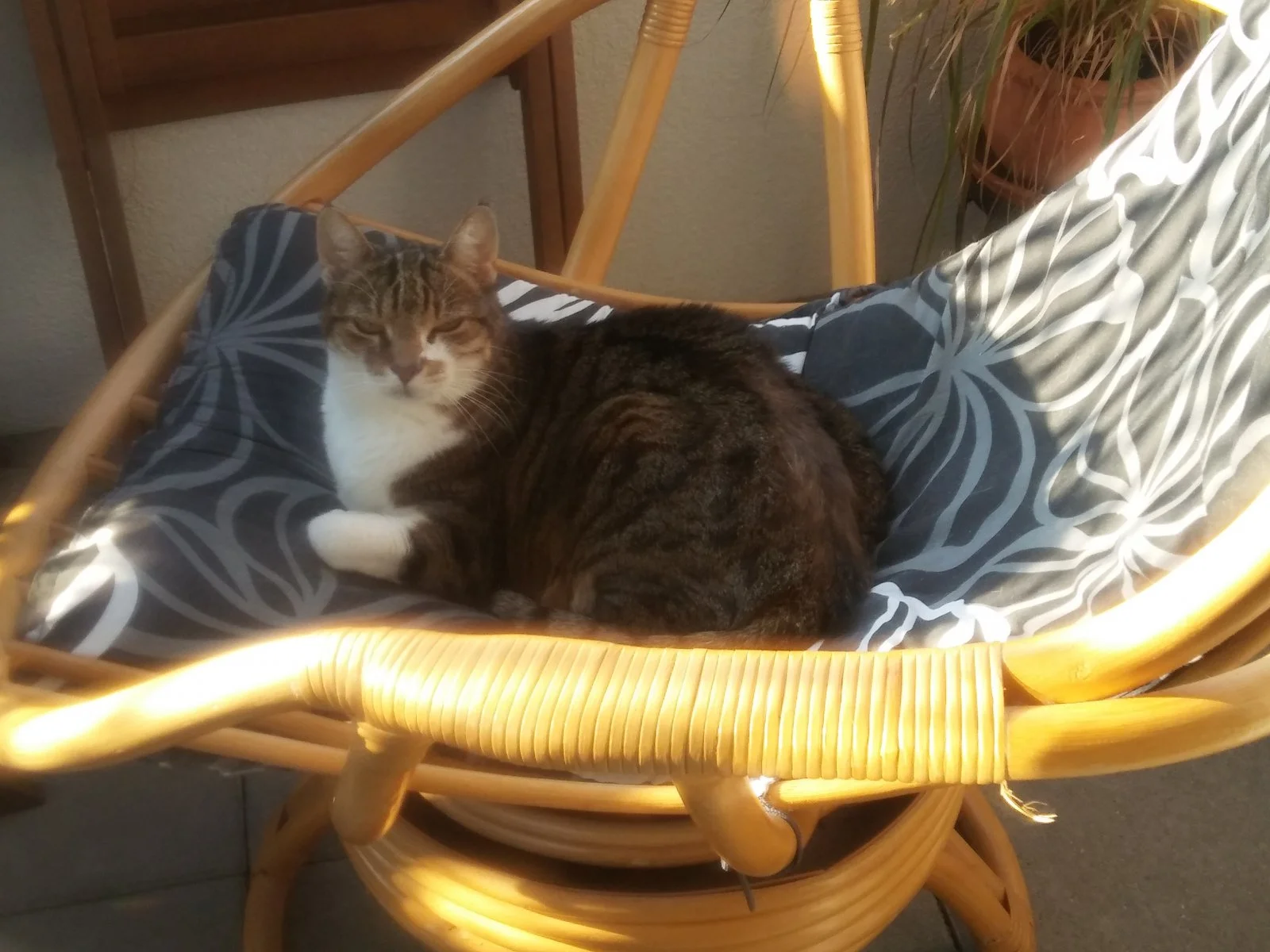 Pez_goldnener Herbst_2.jpg