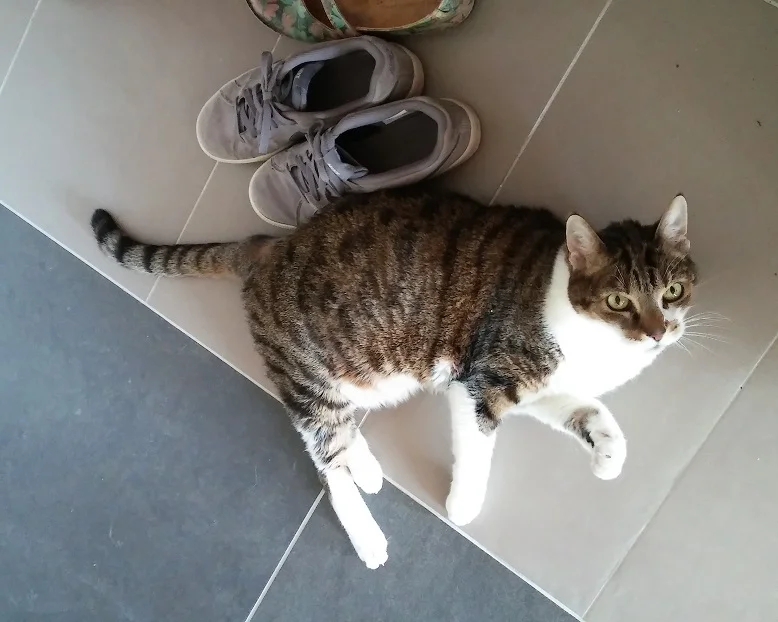 Pez_Schuhfetisch_1.jpg