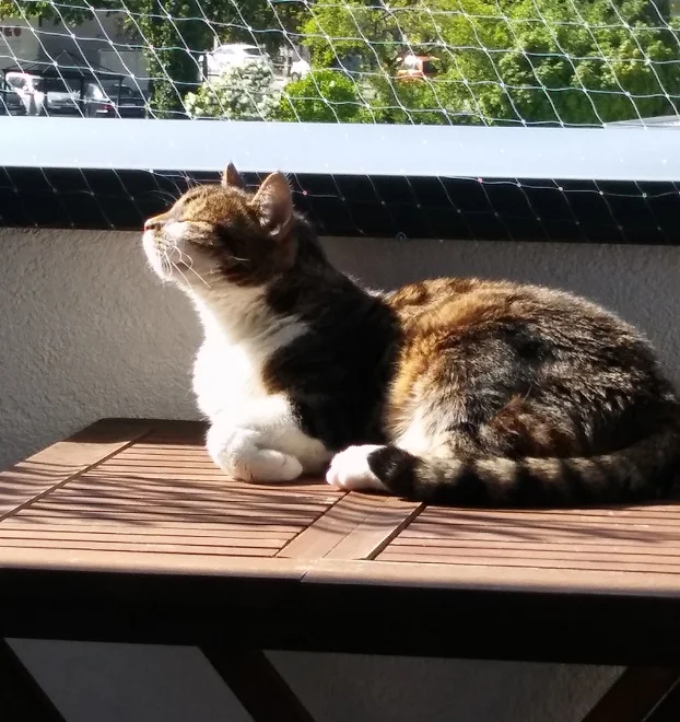 Pez_sonnt sich_1.jpg