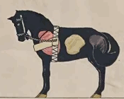 PferdeGalop.gif