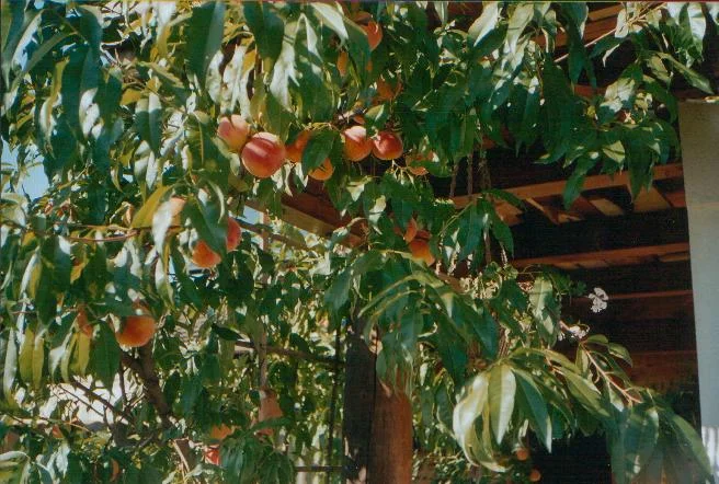 pfirsichbaum bei uns zuhause