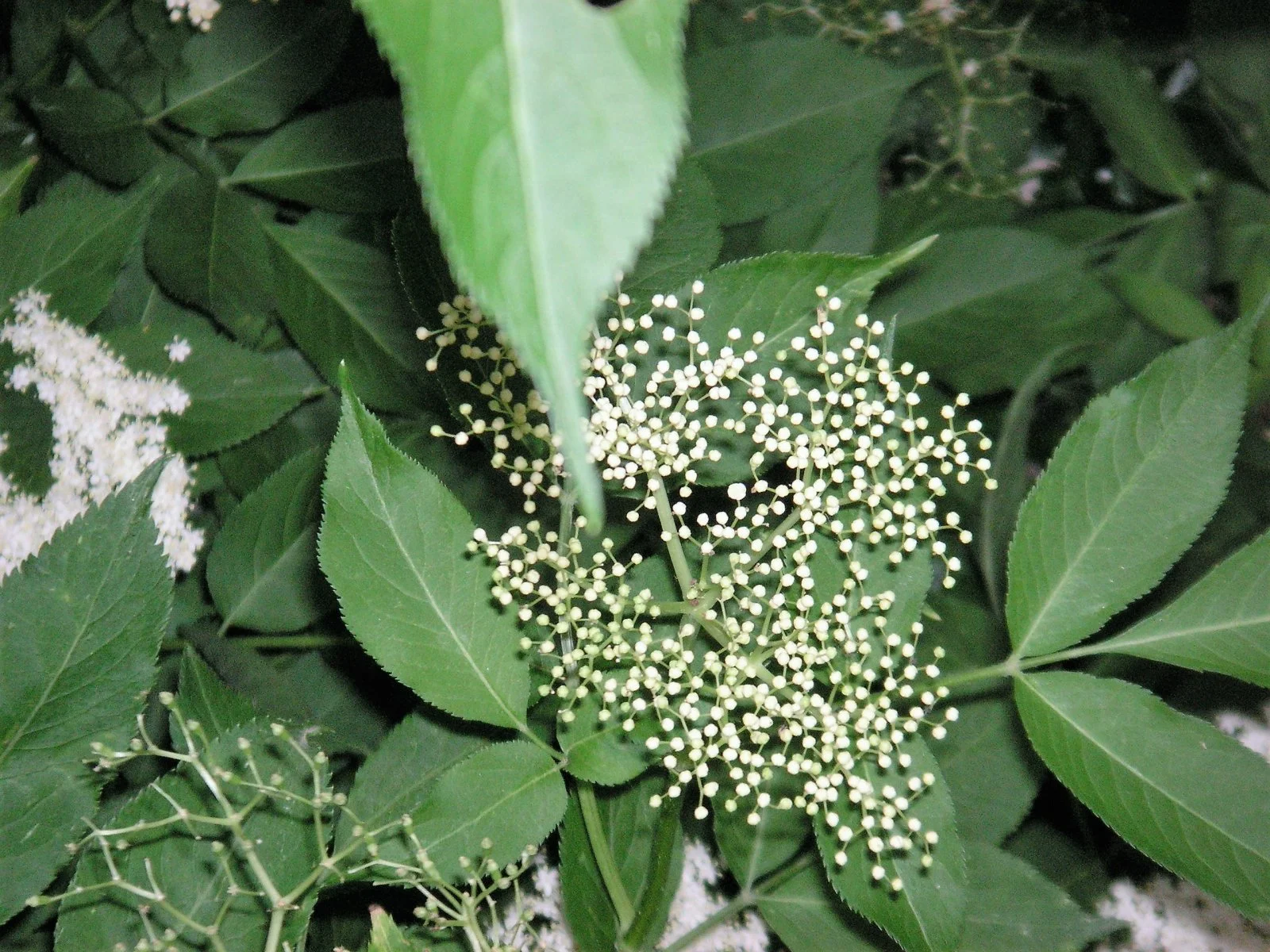 PICT0001.JPG