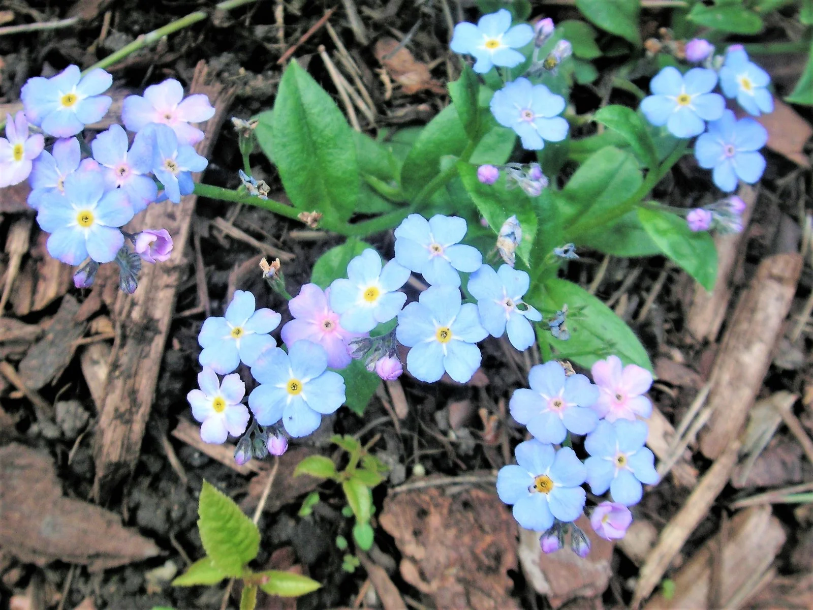 PICT0012.JPG