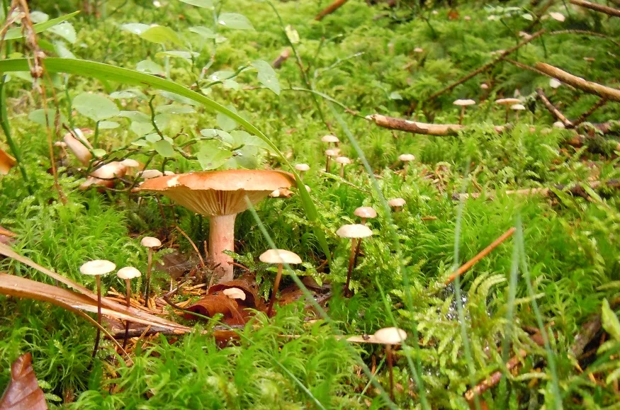 pilz3.jpg