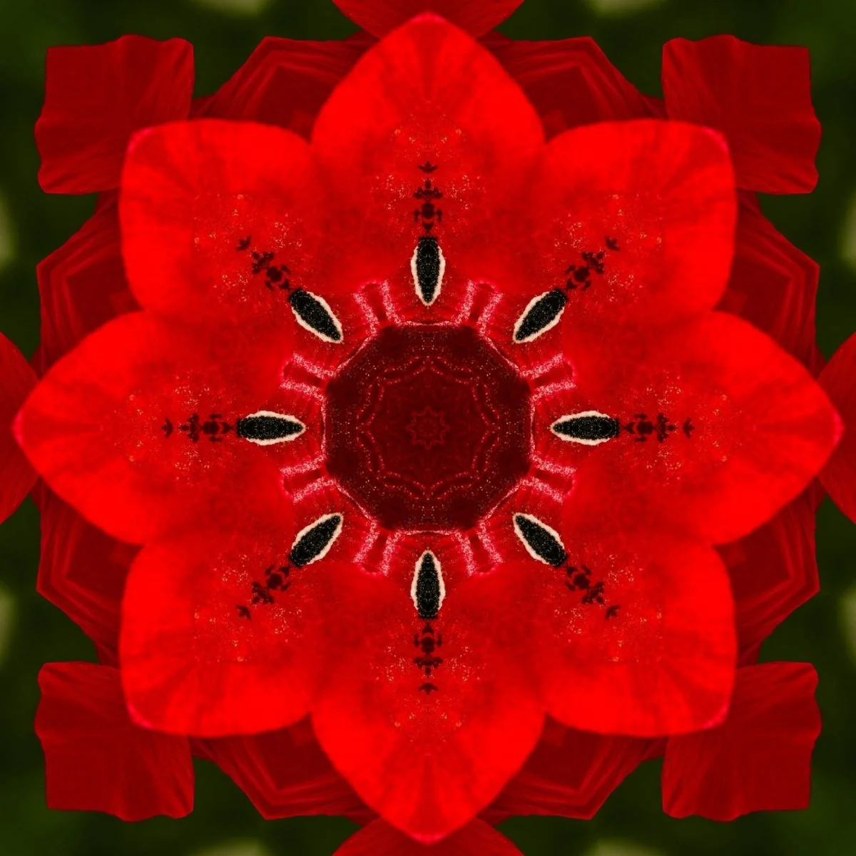 poppy-6350230_1920_mirror.jpg