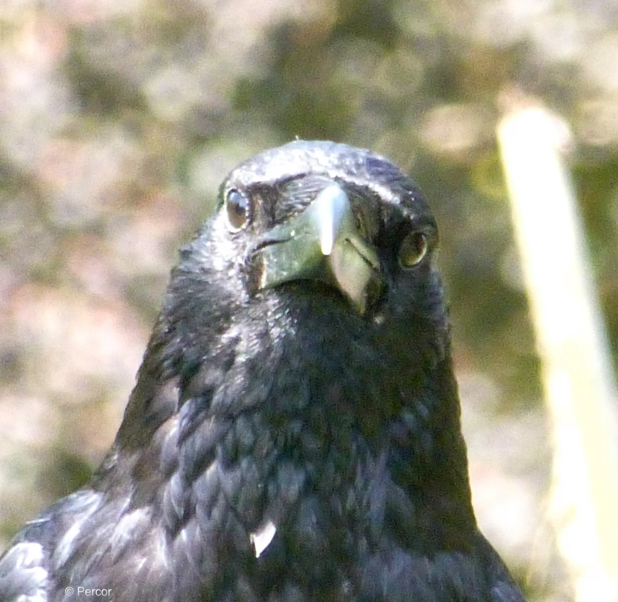 Portrait 3c.png