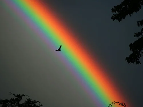 Rainbow_bird.jpg