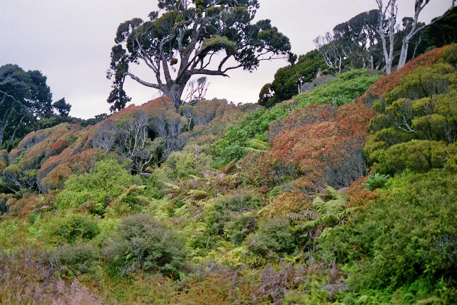 Regenwaldvegetation Haast 2.jpg