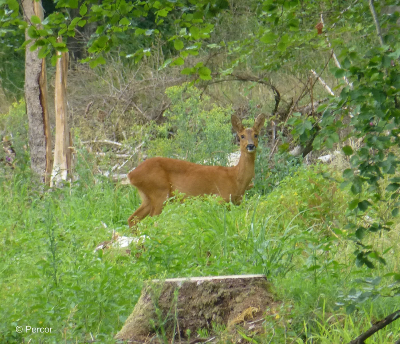 Rehe2.png
