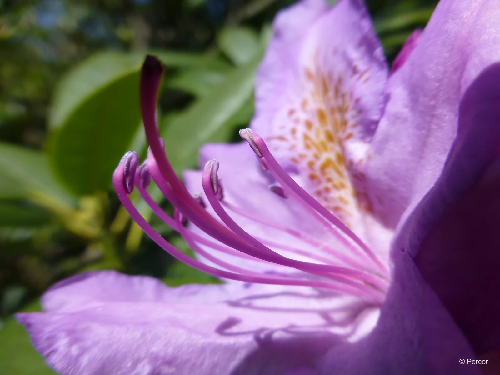 Rhododendron 1.png