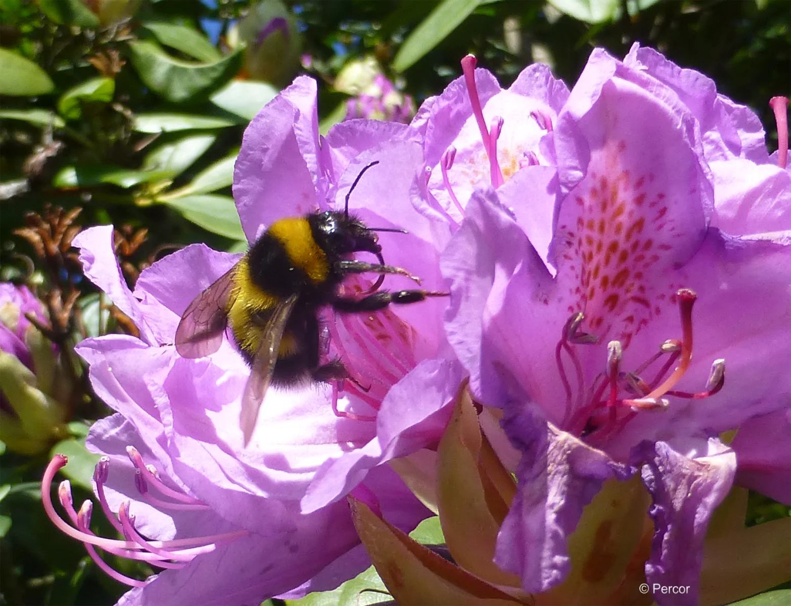 Rhododendron.png