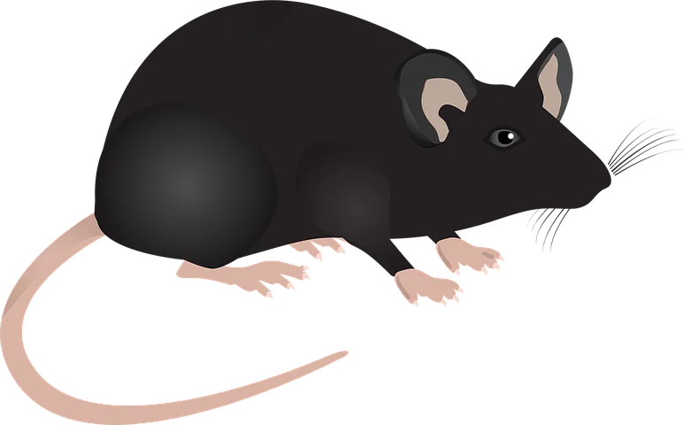 Riesenmaus