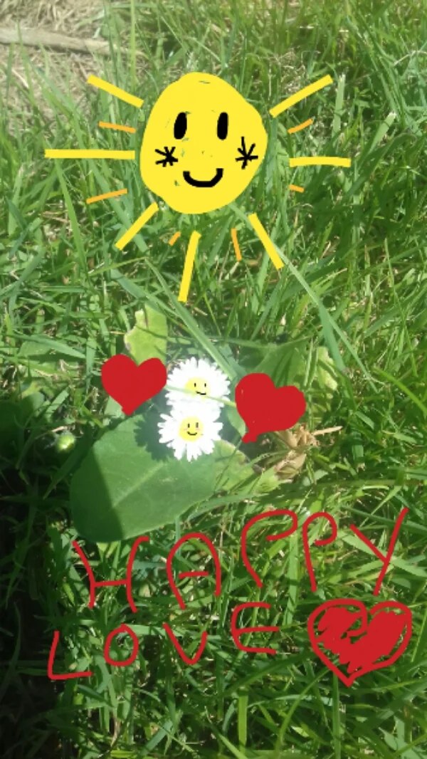 Romantische Gänseblümchen ♡