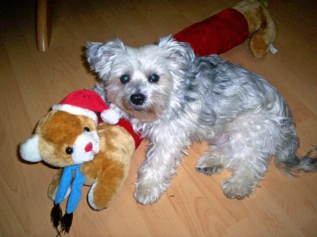 Romeo