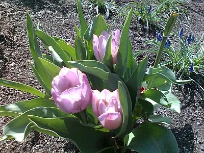 Rosa Tulips 1