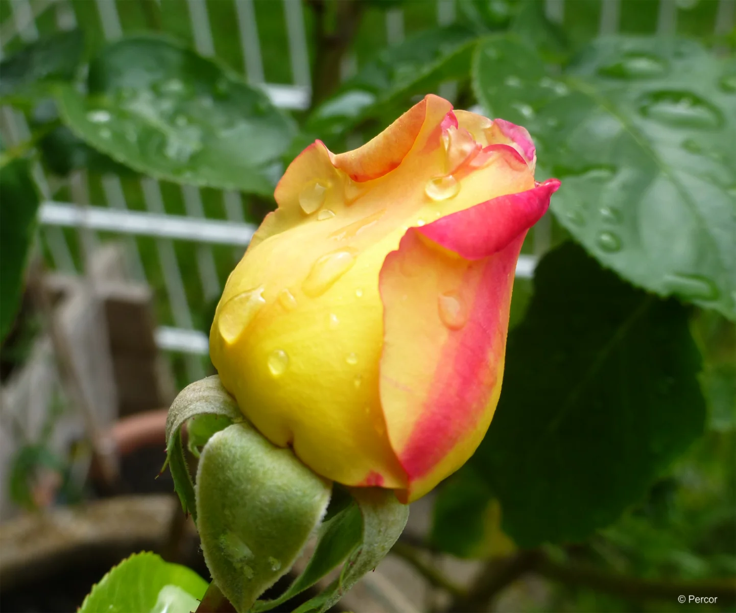 Rose.png