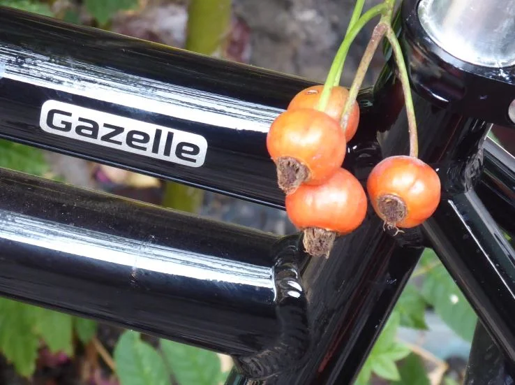 rosengazelle.JPG