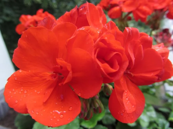 rote blüte.jpg