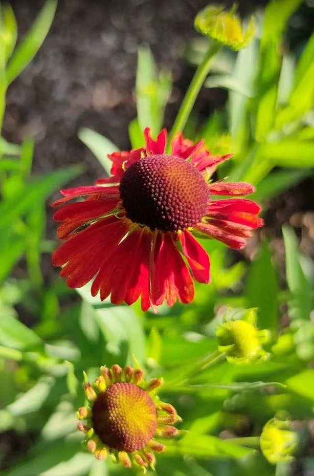 rote Blume screen Vorgarten.JPG