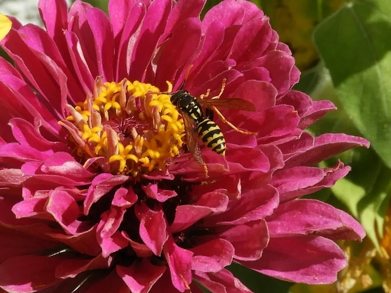 RSCN1240 (800x600).jpg
