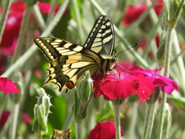RSCN4104 (640x480).jpg